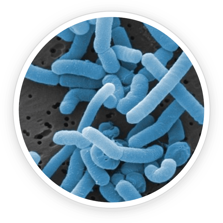 Lactobacillus Paracasei Probiotic Strain